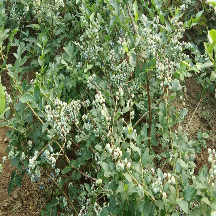 香港智力杜克蓝莓苗价格蓝莓苗种苗种植基地