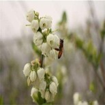 云南苏西蓝蓝莓苗适合北方种植蓝莓苗图片5