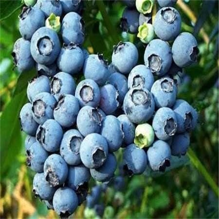 青海苏西蓝蓝莓苗地栽蓝莓苗价格