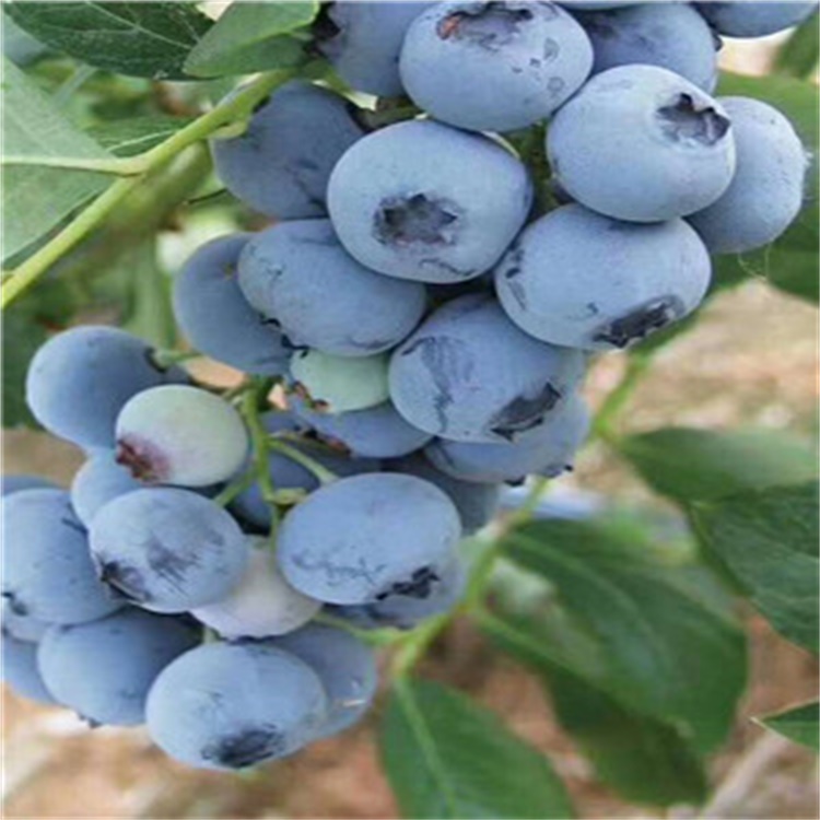 香港智力杜克蓝莓苗价格蓝莓苗种苗种植基地