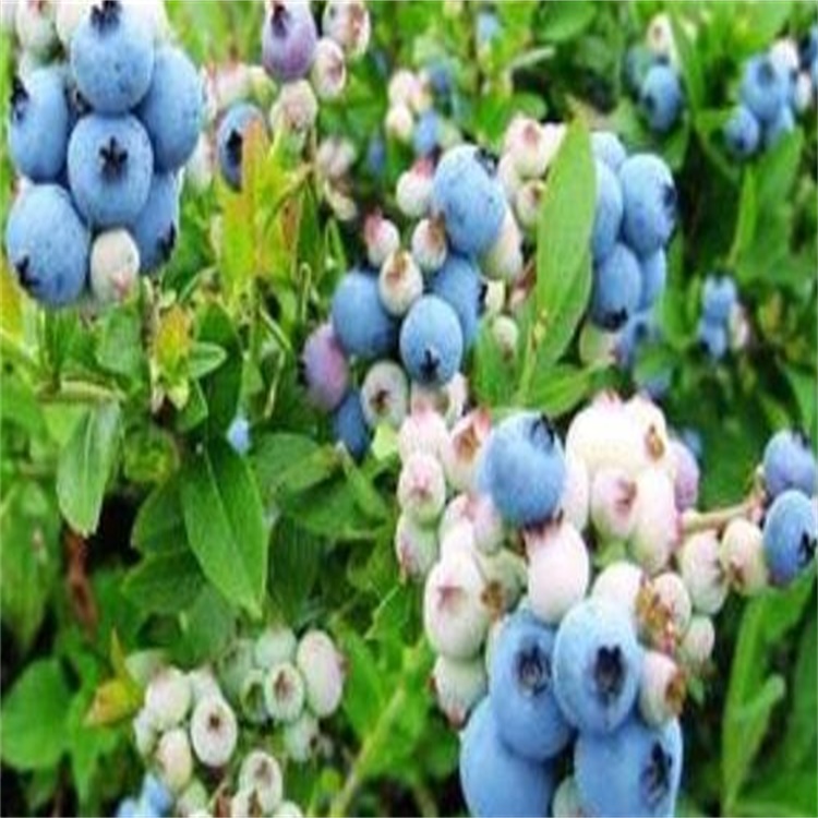 广西蓝丰蓝莓苗地栽蓝莓苗价格