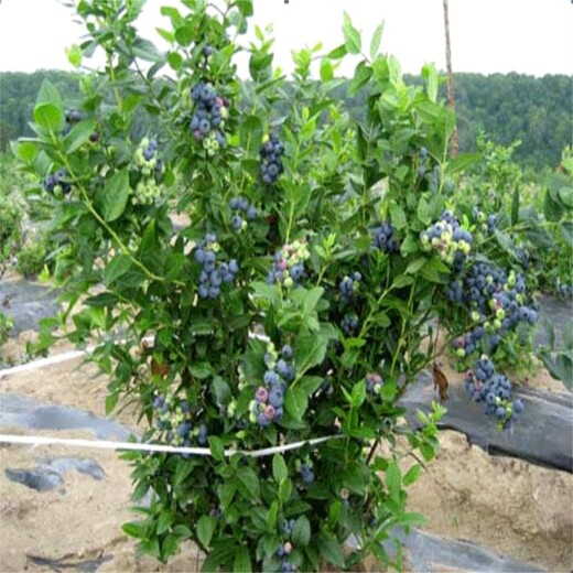 香港智力杜克蓝莓苗价格蓝莓苗种苗种植基地