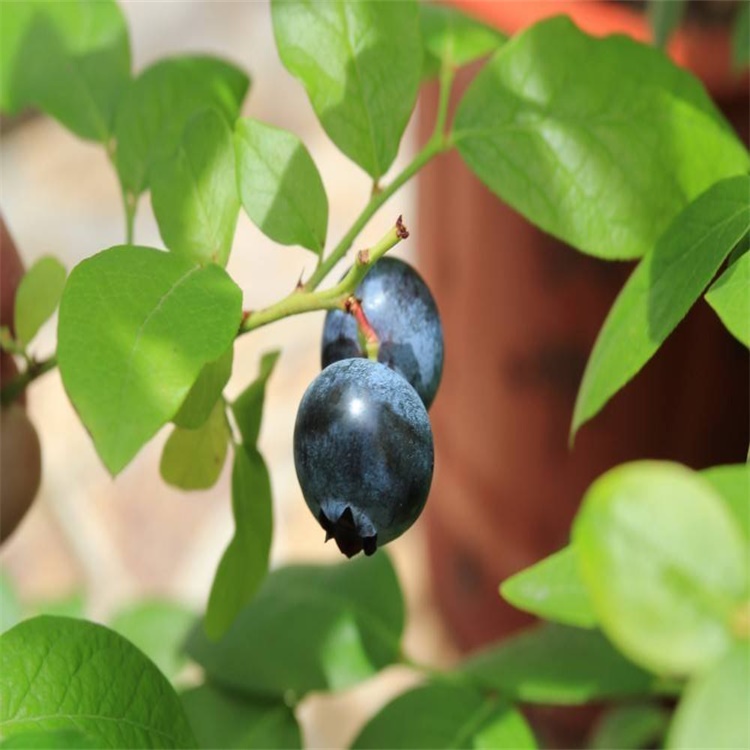 湖北绿宝石蓝莓苗价格适合北方种植蓝莓苗