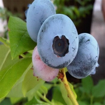 江西瑞卡蓝莓苗价格适合北方种植蓝莓苗
