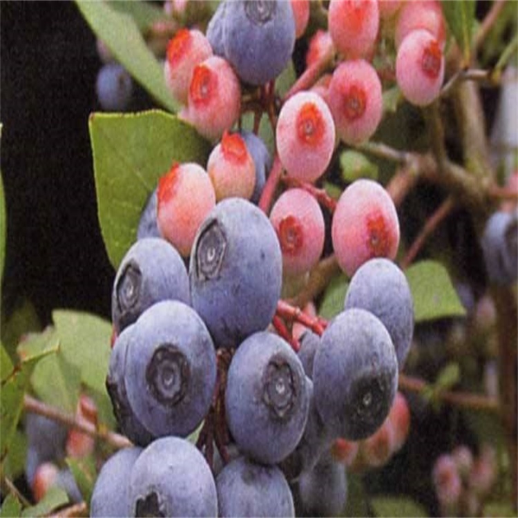 贵州3年地栽优瑞卡蓝莓苗蓝莓苗结果年限