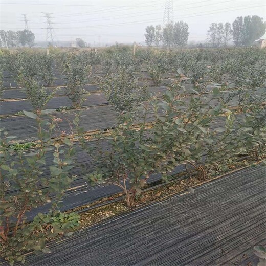 黑龙江H5蓝莓苗价格地栽蓝莓苗价格