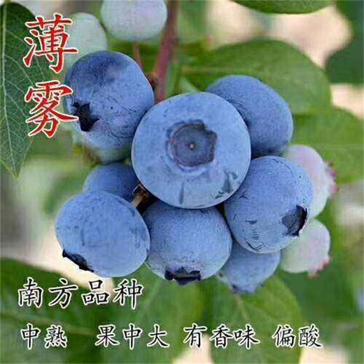 贵州天后蓝莓苗价格蓝莓苗抗不抗冻