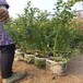 浙江苏西蓝蓝莓苗蓝莓苗种苗种植基地