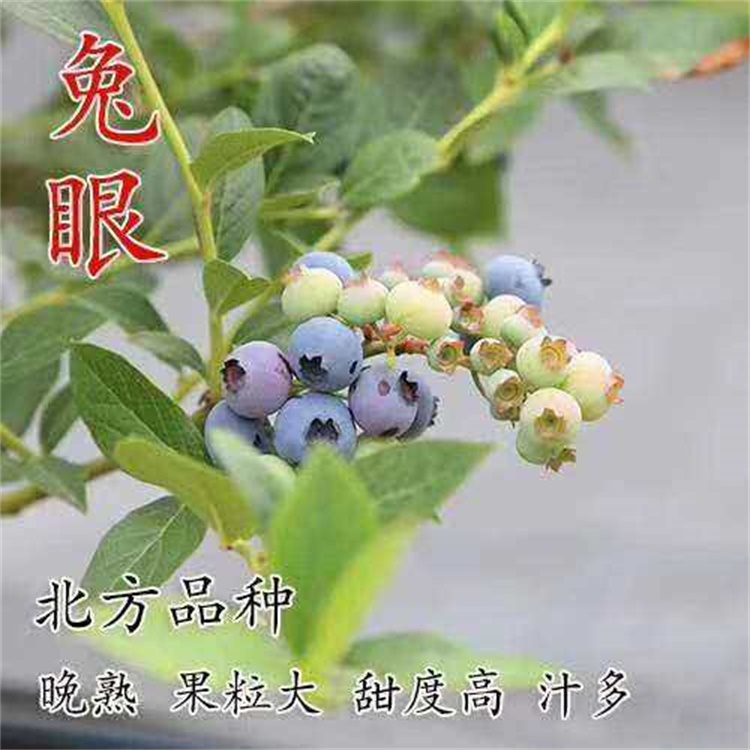 贵州3年地栽H5蓝莓苗组培脱毒蓝莓苗