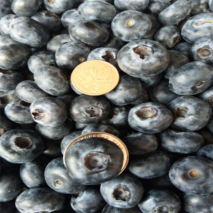 广西大果蓝金蓝莓苗价格组培脱毒蓝莓苗