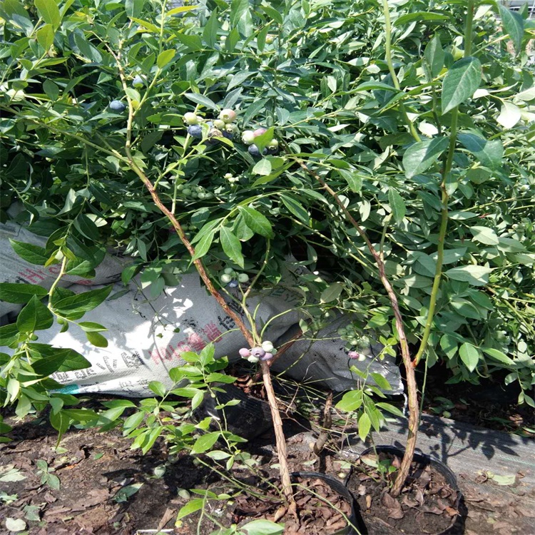 吉林蘇西藍藍莓苗藍莓苗結果年限
