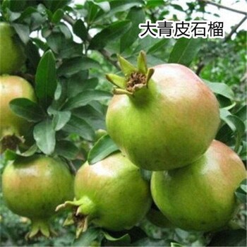 陕西5公分红巨蜜石榴苗2年苗规格