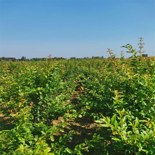 宁夏大青皮石榴苗价格石榴苗种植要点