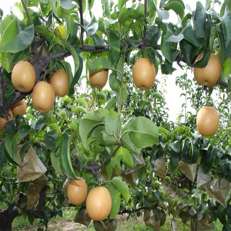 恩阳区一年晚玉梨树苗价格适合北方种植梨树品种