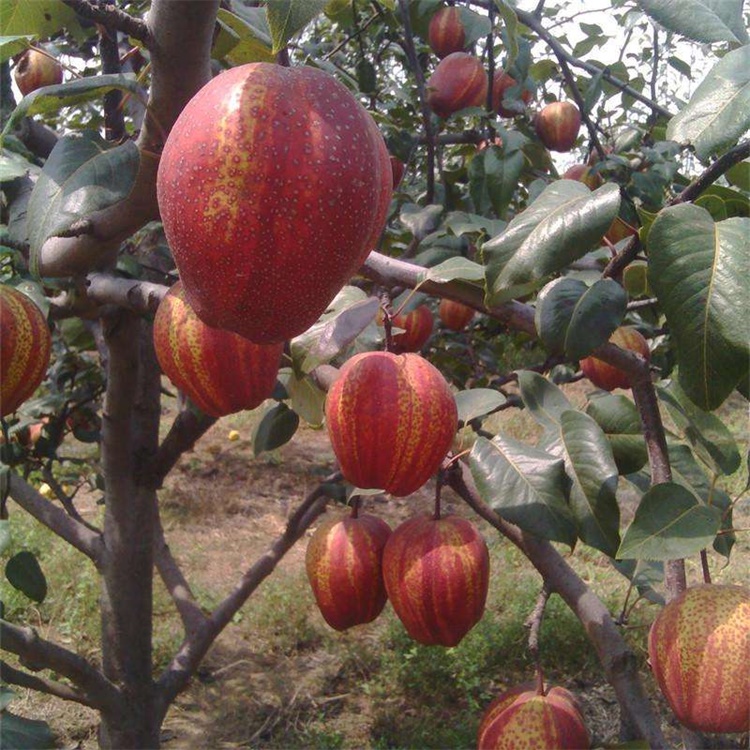 南召一年红香酥梨树苗适合北方种植梨树品种