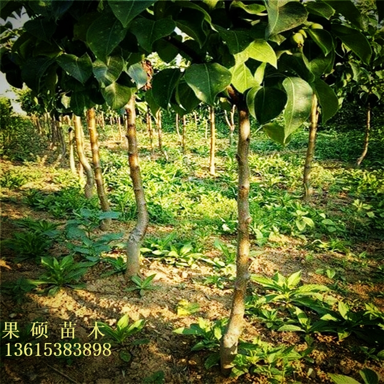 荆州区早酥红梨树苗梨树苗新品种