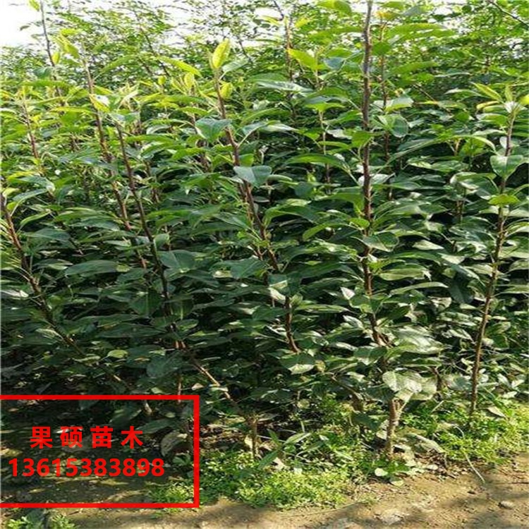 永登一年玉露香梨树苗泰安梨树苗批发