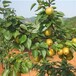 元宝山区一年绿宝石梨树苗价格各品种梨苗供应