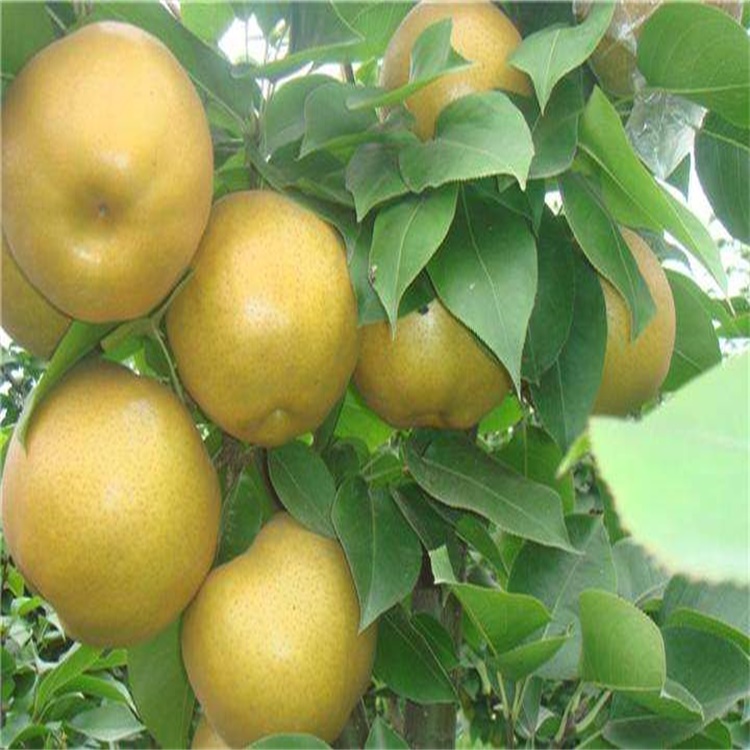 恩阳区一年晚玉梨树苗价格适合北方种植梨树品种