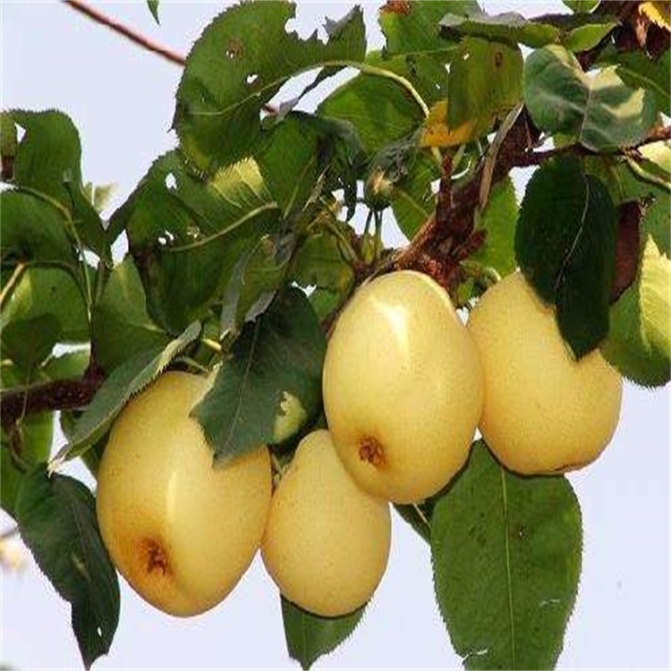 南召一年红香酥梨树苗适合北方种植梨树品种