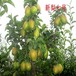 德兴市一年黄金梨树苗价格适合北方种植梨树品种