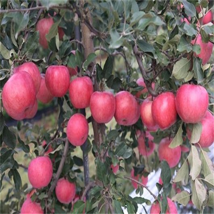 陕西铜川5公分水蜜桃苹果露天抗旱的品种	