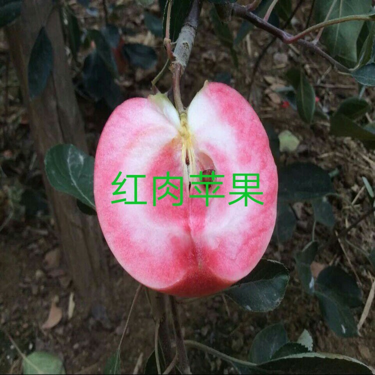 广东韶关5公分柱状苹果苗、新价格	