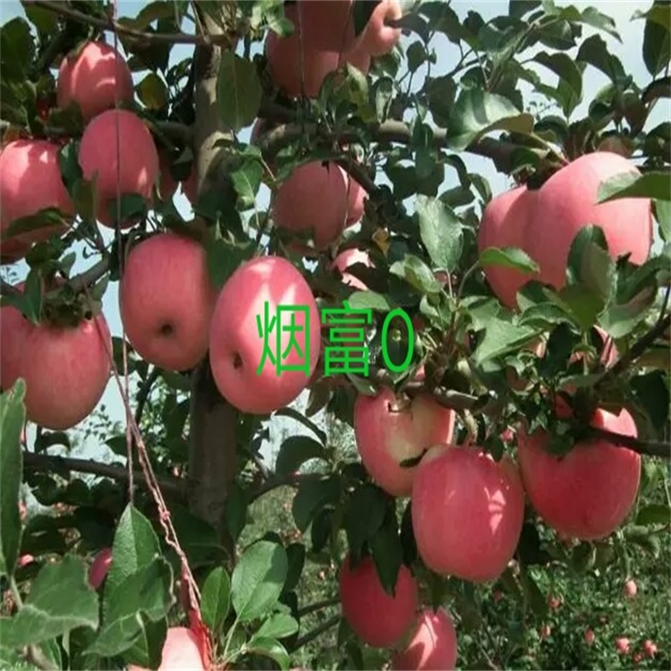 广东汕头5公分秦蜜苹果苗种植技术与管理	