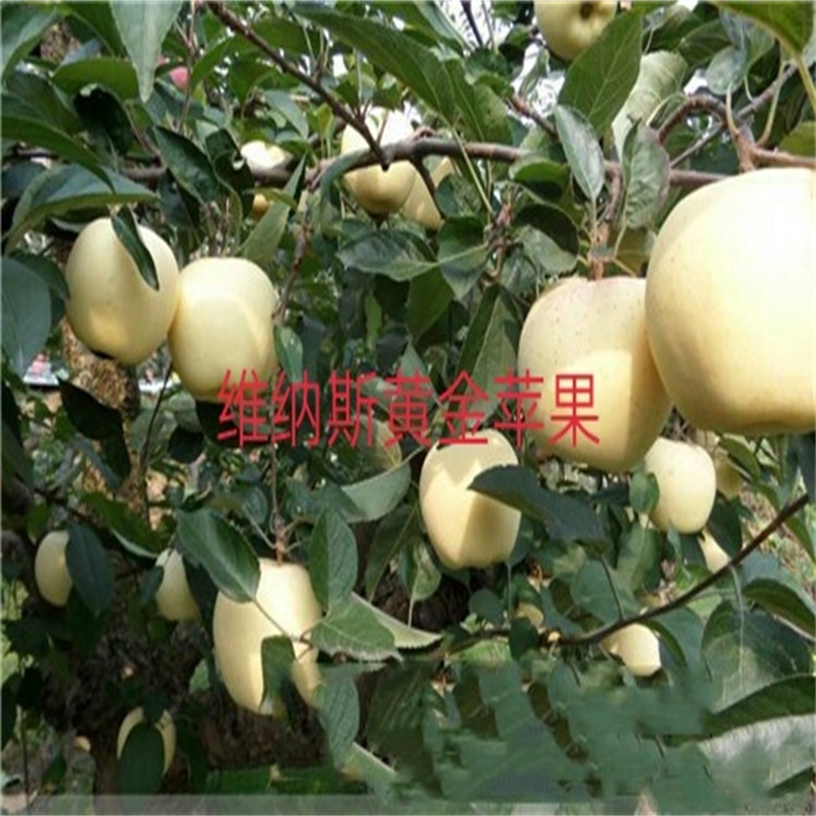 云南西雙版納5公分煙富8蘋果苗露天抗寒的品種	