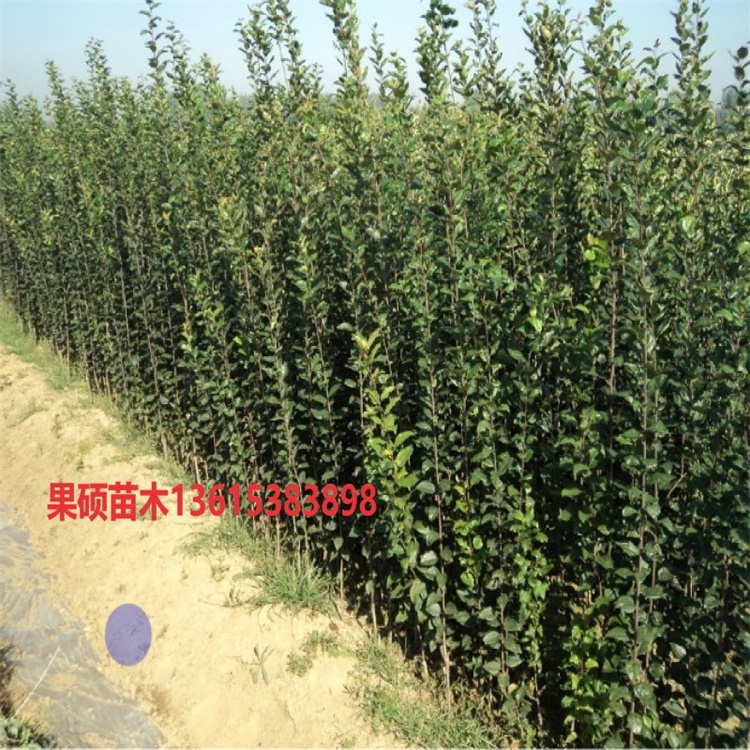 上海奉贤5公分爱妃苹果苗种植技术与管理	