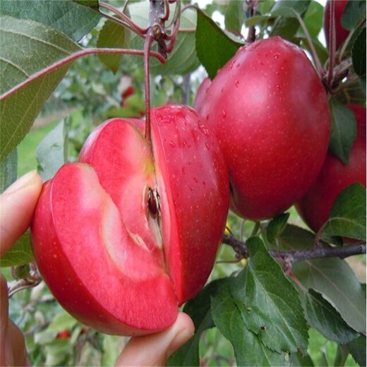 福建龙岩5公分秦脆苹果苗新品种