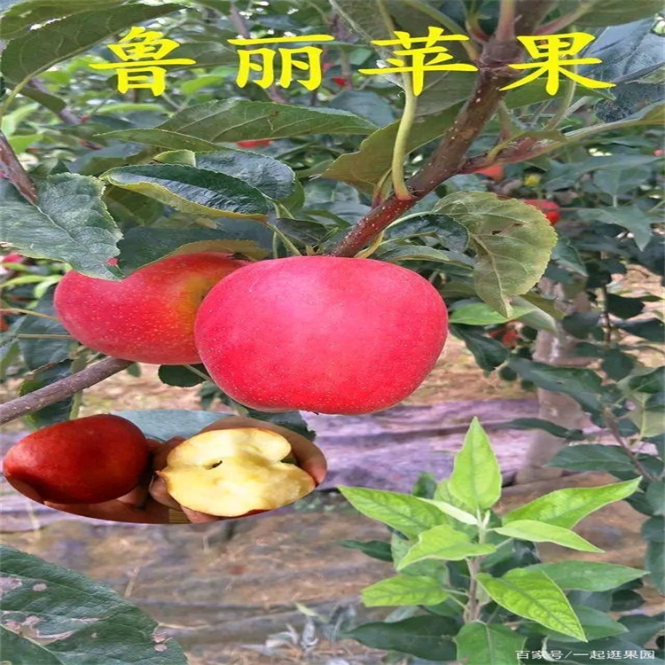 广东揭阳烟富8苹果苗苹果苗新品种公司