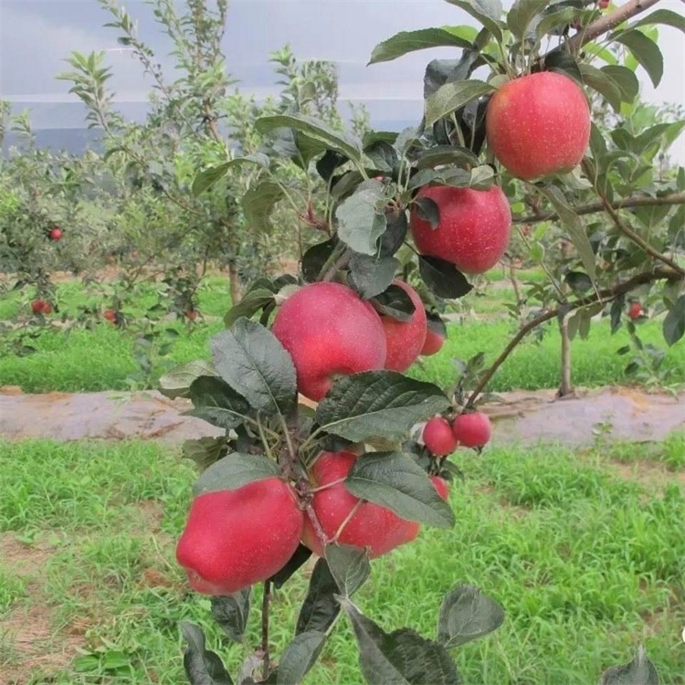 湖北黄石5公分蜜脆苹果苗种植技术与管理	