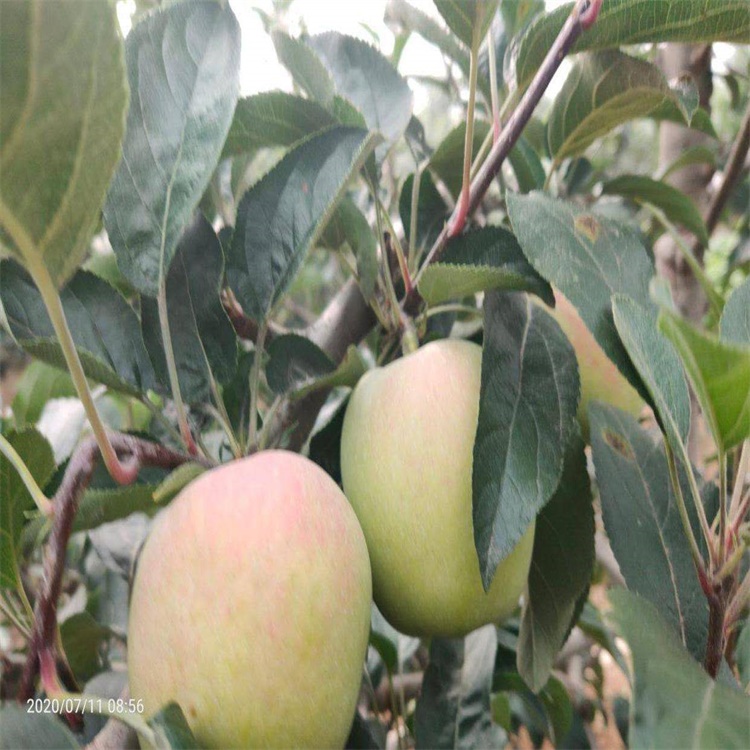 陜西銅川5公分水蜜桃蘋果露天抗旱的品種	