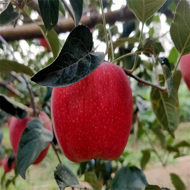 湖北荊門5公分煙富8蘋果苗紅肉蘋果苗價格