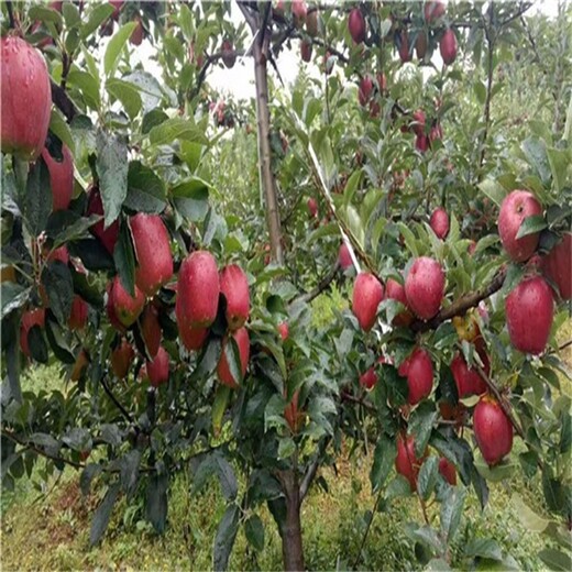 江西新余5公分蜜脆苹果苗红肉苹果苗价格