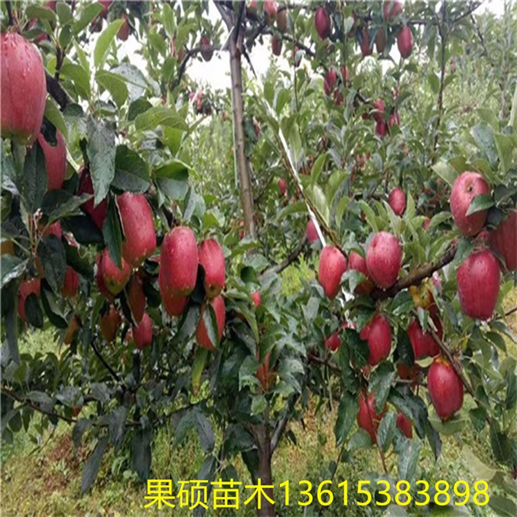 台湾台中秦脆苹果苗矮化苹果苗