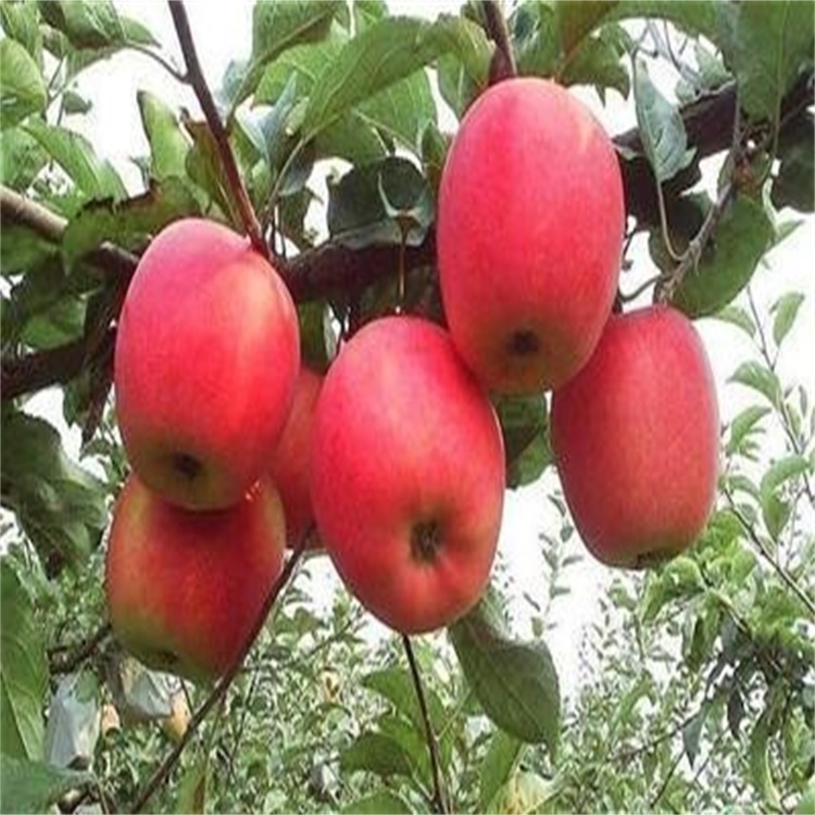 福建龙岩5公分秦脆苹果苗新品种	