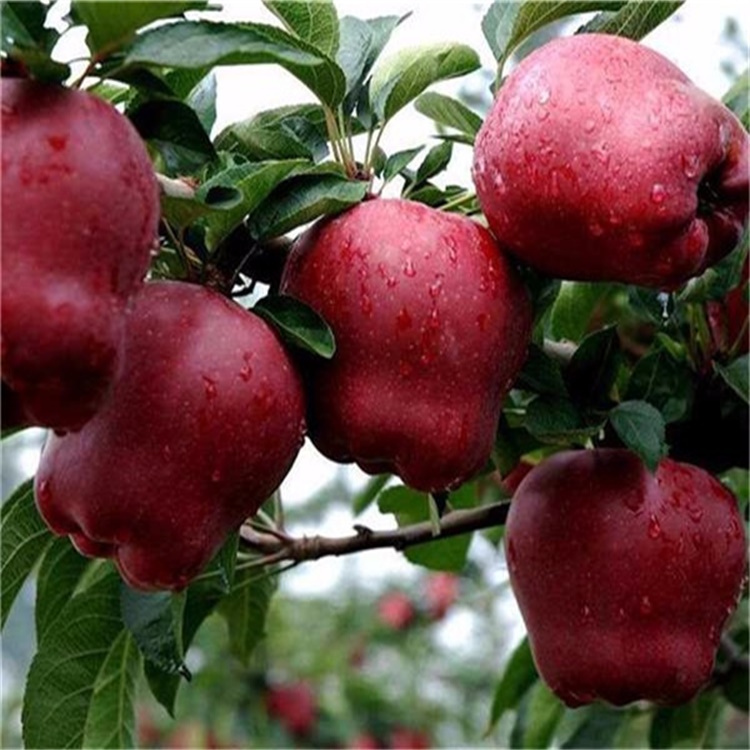 重庆大足5公分水蜜桃苹果新品种	