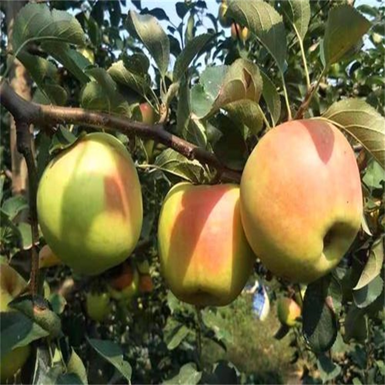 廣東河源5公分中秋王蘋果苗種植技術(shù)與管理	