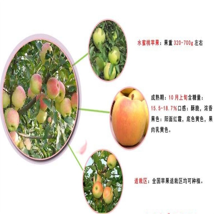 陕西铜川5公分水蜜桃苹果露天抗旱的品种	