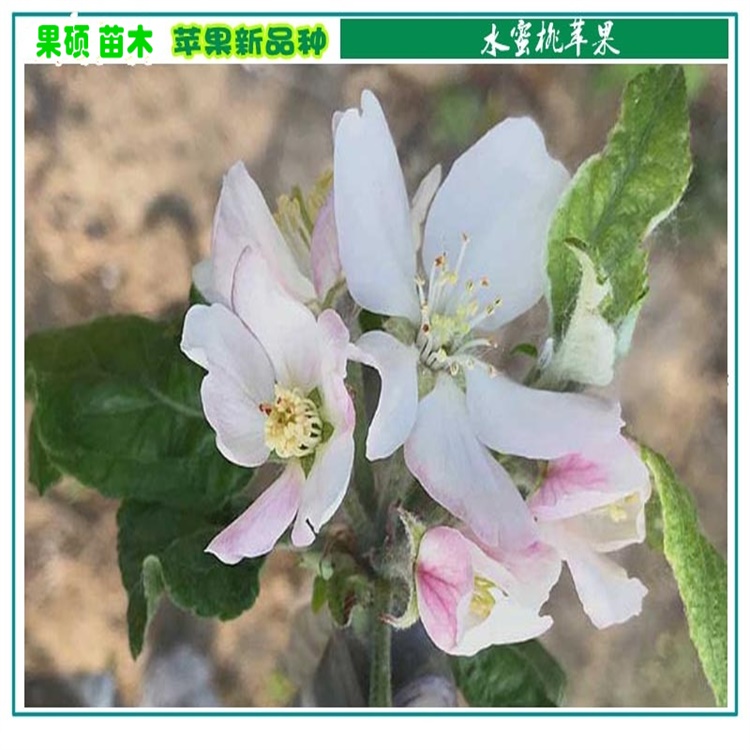 內(nèi)蒙古巴彥淖爾5公分蜜脆蘋果苗新價格	