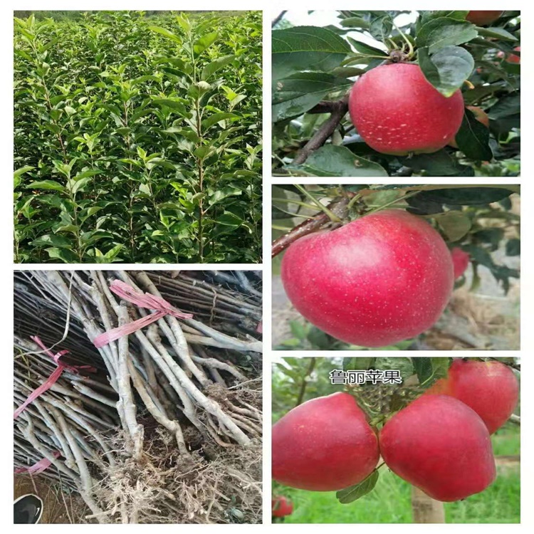 重慶開縣華碩蘋果苗蘋果苗新品種公司