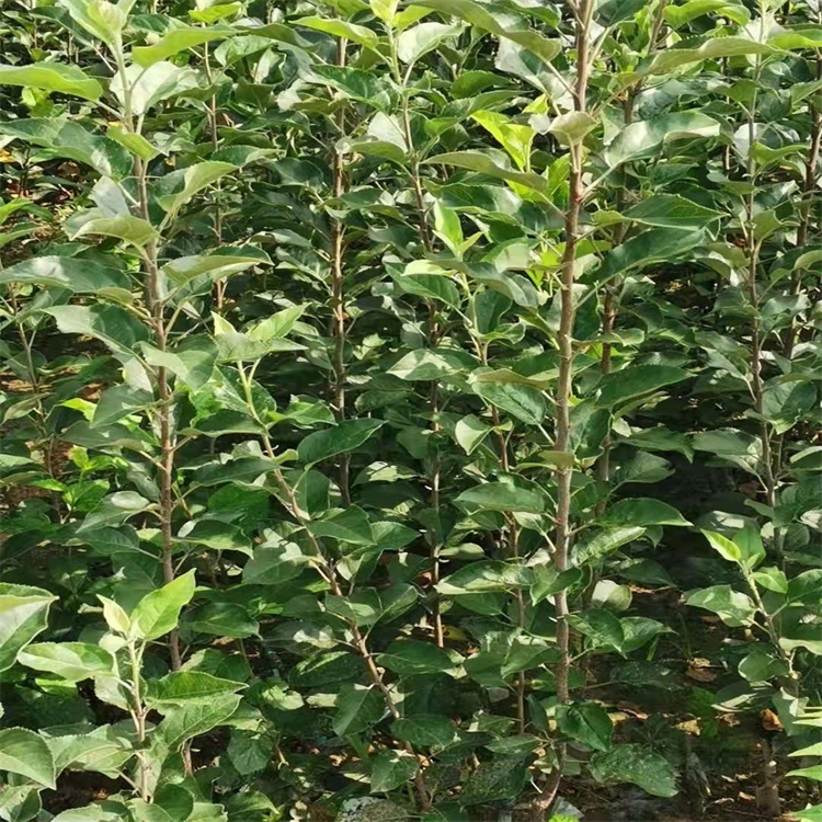 甘肅張掖5公分秦脆蘋(píng)果苗種植技術(shù)與管理	
