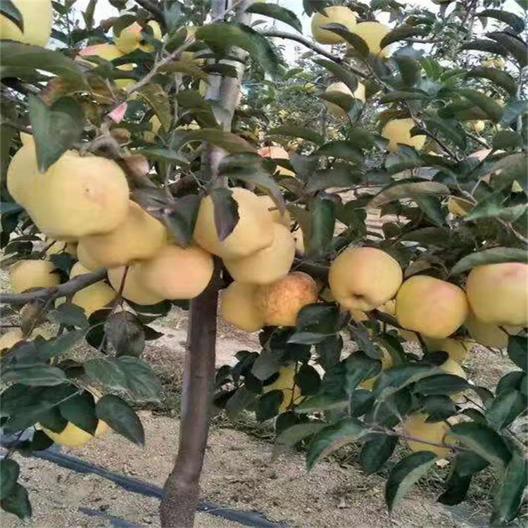 福建龙岩5公分秦脆苹果苗新品种	