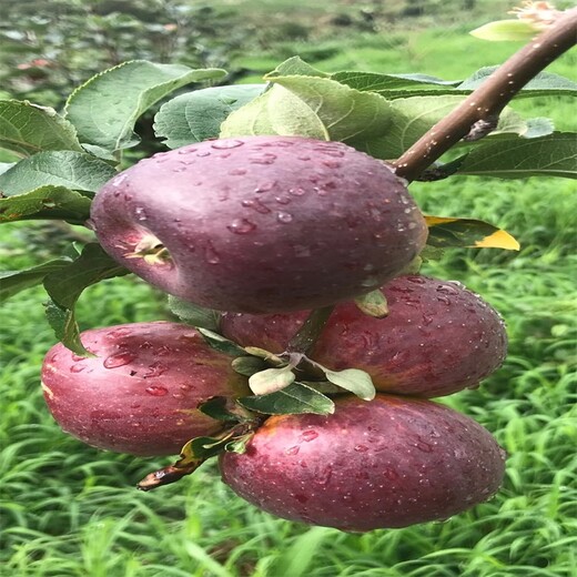 新疆博尔塔拉烟富8苹果苗苹果苗价格