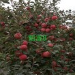 河南商丘5公分秦蜜蘋果苗什么品種好圖片