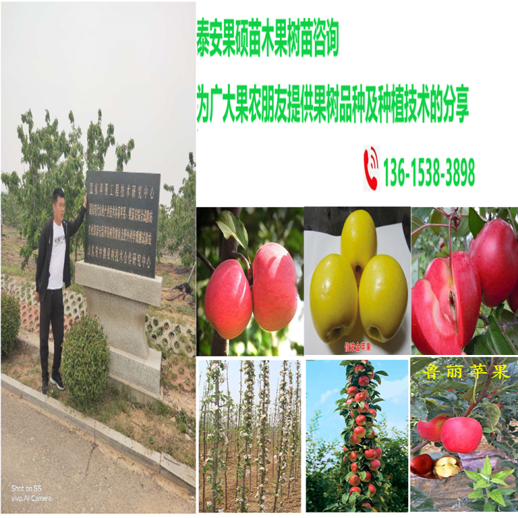 重慶開縣華碩蘋果苗蘋果苗新品種公司