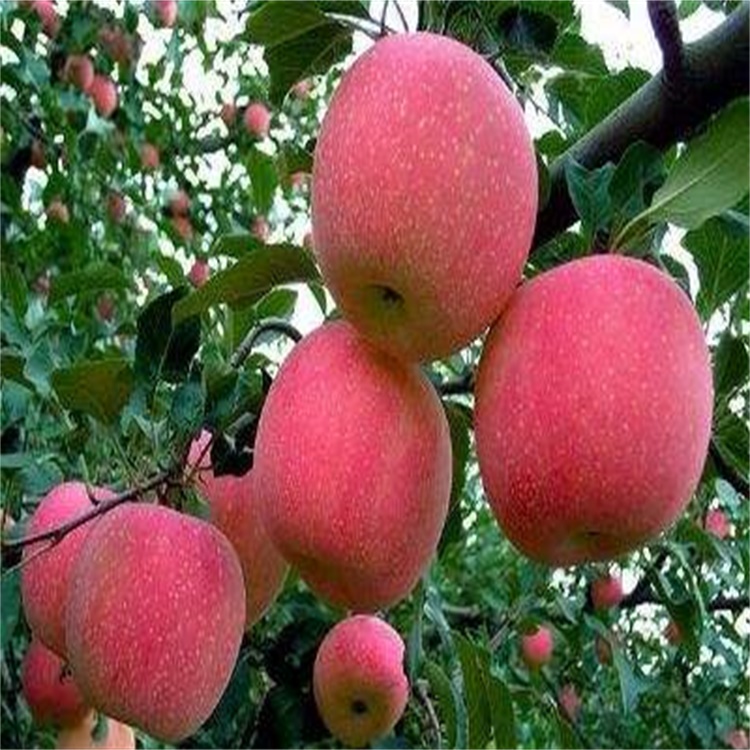 台湾台中秦脆苹果苗矮化苹果苗
