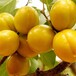 海南金太阳杏树苗杏树苗好的品种
